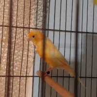 قناری سرخ نر مست دیوانه