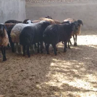 بره چاق