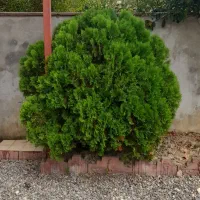 درخت سرو توپی سرحال