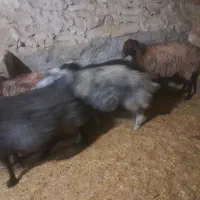 تعداد ۸ راس شیشک درجه یک