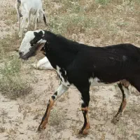 9تابز سه تا کهره نر با یه پازن