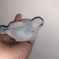 جوجه مرغ عشق