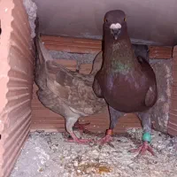 جفت سرخ پلاکی|پرنده|علیآباد کتول, |دیوار