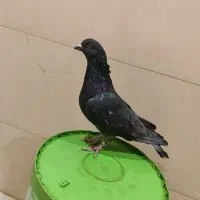 کفتر فروشی فوری|پرنده|شاهرود, |دیوار