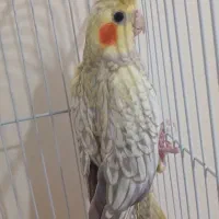 عروس هلندی ماده|پرنده|رودبار, |دیوار