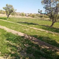 زمین کشاورزی|فروش زمین و ملک کلنگی|تربتحیدریه, پائین ولایت|دیوار