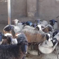 میش رومانف