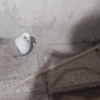 کبوتر|پرنده|نیشابور, مازول|دیوار