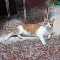 واگذاری گربه شناسنامه داره واکسن خورده رایگان رایگ|گربه|تهران, گلستان (شهرک راه آهن)|دیوار