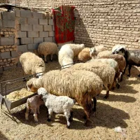 میش بره|حیوانات مزرعه|یزد, |دیوار