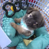 سگ پامرانین سرحال