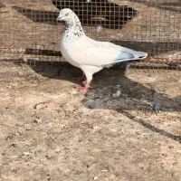 دوتا ماده شیخ|پرنده|بندر ماهشهر, |دیوار