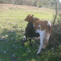 گاوباگوساله نر|حیوانات مزرعه|آستانه اشرفیه, |دیوار