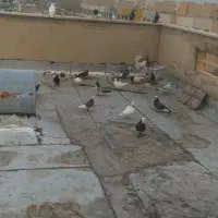 کفتر