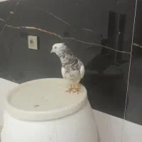 طوقی سرونج نر|پرنده|نیشابور, شهید بهشتی|دیوار