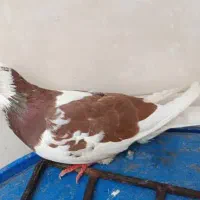 کبوتر شازده تیکه پاره|پرنده|بندر امام خمینی, |دیوار