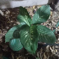 دیفن باخیا سرحال