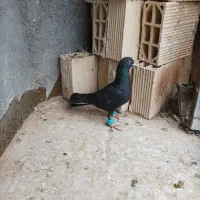 کفتر