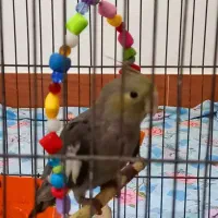 فروش پرنده عروس هلندی|پرنده|میانه, |دیوار