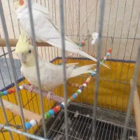 عروس هلندی