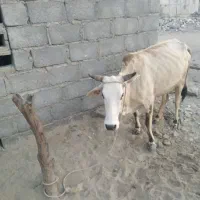 فروش یک عدد گاو ماده