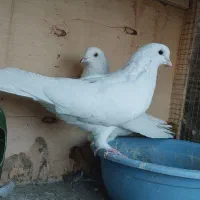 سفید و سربرنجی