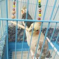 یه جفت عروس هلندی بالغ و سالم|پرنده|ماسال, |دیوار