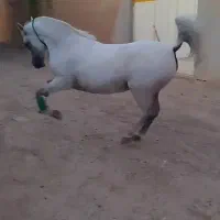 مادیان تاج محرابی