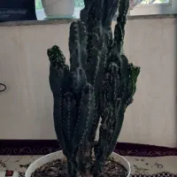 گل های زیبا