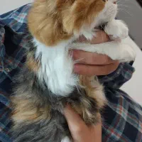 دو گربه پرشین ماده دوقلو|گربه|قوچان, |دیوار