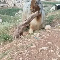 با سلام خدمت دوستان بهد روزگاری