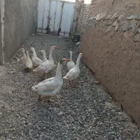 غاز نروماده|حیوانات مزرعه|قم, پردیسان|دیوار