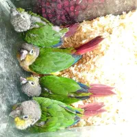 فروشی|حراج|رفسنجان, |دیوار