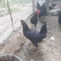 خروس