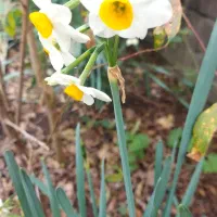 گل نرگس|گل و گیاه طبیعی|بندر انزلی, آخرخط|دیوار