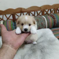 توله پودل دوماهه نر فقط 5.300|سگ|چهاردانگه (تهران), |دیوار