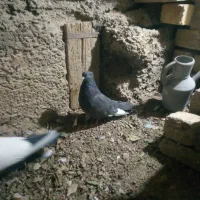 کبوتر|پرنده|خمینی‌شهر, |دیوار