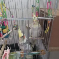 فروش عروس هلندی