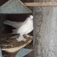 کبوتر قرمز گوز