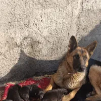 توله سگ ژرمن،پدر مادر وارداتی|سگ|آبیک, |دیوار