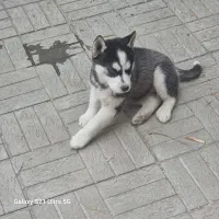 سگ هاسکی نر و ماده جهت واگذاری