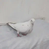 تکدو  کوهی. پرشی