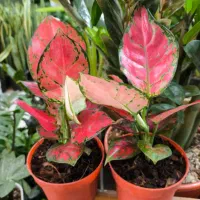 آگلونما صورتی مخصوص هدیه روز مادر|گل و گیاه طبیعی|بندرعباس, |دیوار