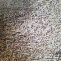 فروش ۱۰تن جو بذری دیمی سیاه درجه یک فی ۳۰هزارتومان|خدمات باغبانی و درختکاری|رزن, |دیوار