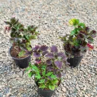 گیاه گلدونی طبیعی دونه صدتومن بلوکیاروبرومختارزاده