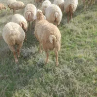 بره نر  بره ماده آبستن گوسفند