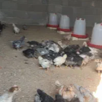 چوری ملگر و کاکلی|حیوانات مزرعه|اردکان, |دیوار