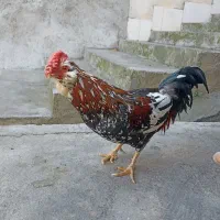 خروس گلین لری چهل تاج اصیل