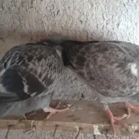 کبوتر معاوضه با مرغ عشق|پرنده|سی‌سخت, |دیوار