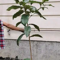 نهال نارنج شیرازی و ازگیل ژاپنی (انبوه) عمده و تکی|خدمات باغبانی و درختکاری|لاهیجان, بازکیاگوراب|دیوار